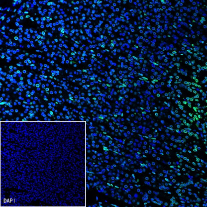 Lamin A/C Recombinant Rabbit mAb (S-950-164)