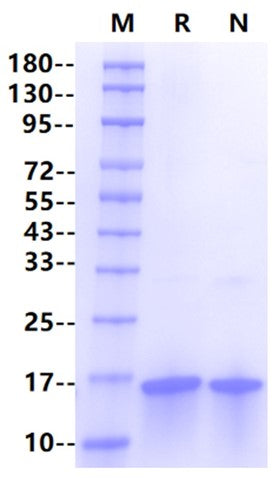 Cystatin-C His Tag Protein, Human