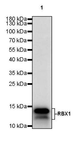 RBX1 Recombinant Rabbit mAb (S-R355)