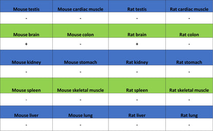 pan SCN Recombinant Rabbit mAb (S-5038)