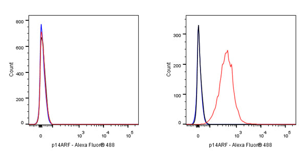 p14ARF Recombinant Rabbit mAb (S-R244)