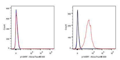 p14ARF Recombinant Rabbit mAb (S-R244)