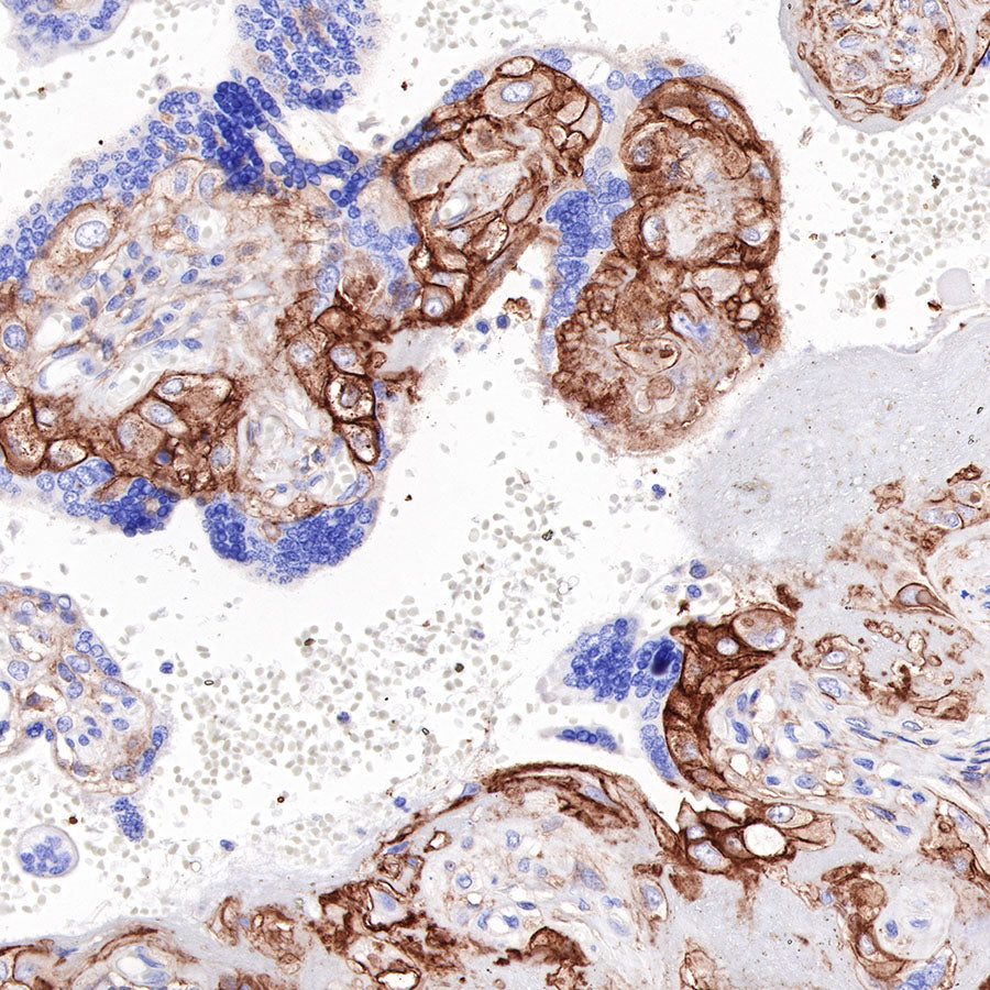 S-RMab®B7-H3/CD276 Recombinant Rabbit mAb (SDT-R158)