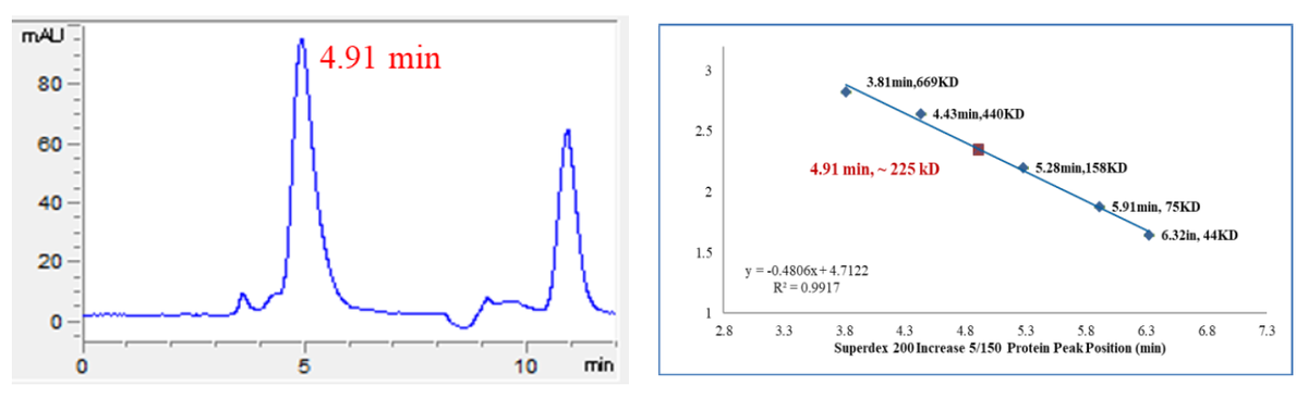 CSNK1G3(CK1γ3) GST Tag Protein, Human