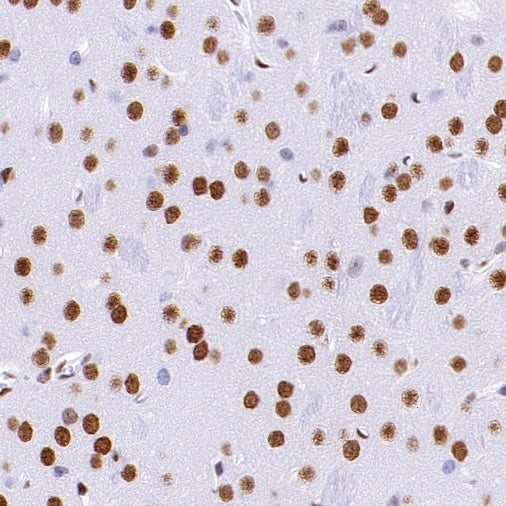 CREB (phospho S133) Recombinant Rabbit mAb (S-1100-102)