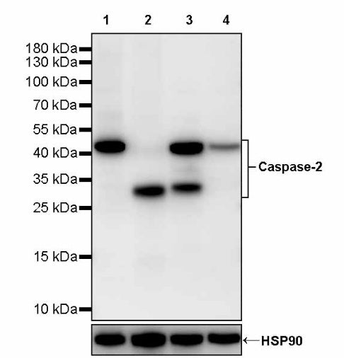 Caspase-2 Recombinant Rabbit mAb (S-3188-3)