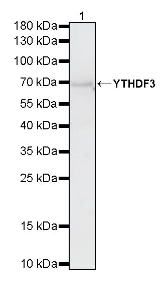 YTHDF3 Recombinant Rabbit mAb