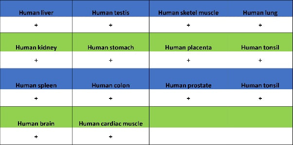 SOD2/MnSOD Rabbit Polyclonal Antibody