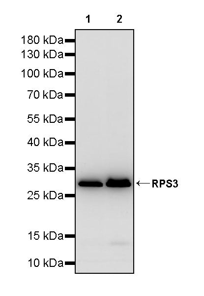 RPS3 Recombinant Rabbit mAb (S-4121-27)
