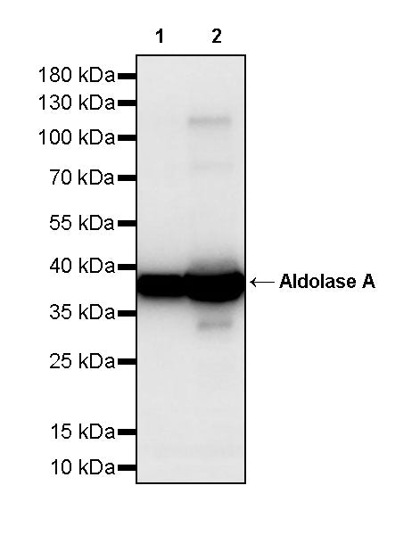 Aldolase A Recombinant Rabbit mAb (S-4007-23)