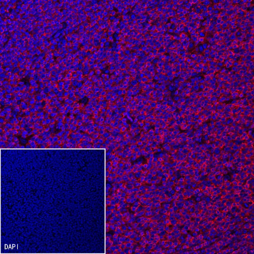Goat Anti-Mouse lgG (H+L) (min X Hu, Bov Sr Prot) (Alexa Fluor® 594 Conjugate)