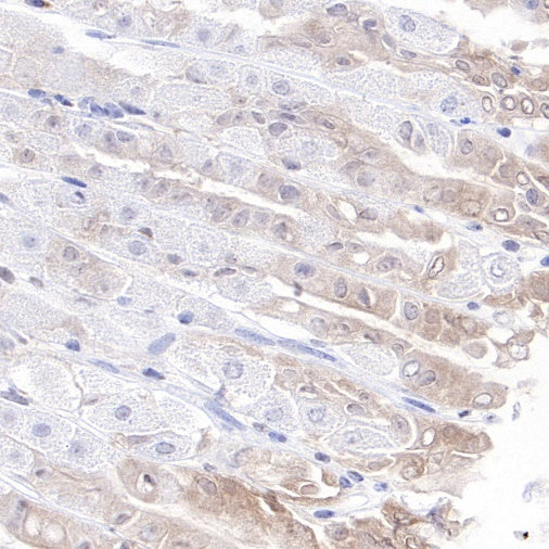 Caspase-7 Recombinant Rabbit mAb (S-782-50)