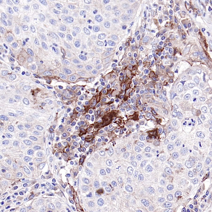 CD40 Recombinant Rabbit mAb,PBS Only (SDT-145-45)