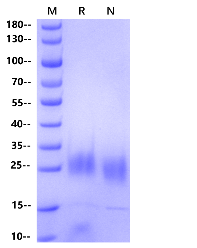 KGF/FGF-7 Protein, Human