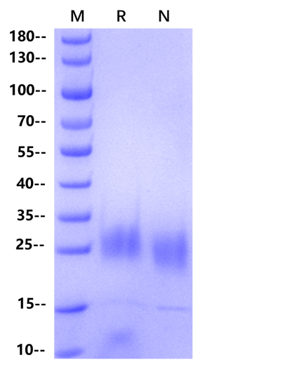 KGF/FGF-7 Protein, Human