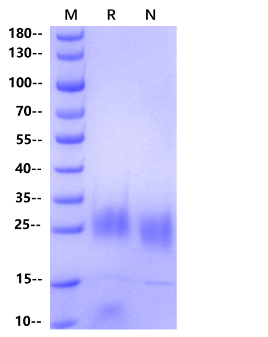 KGF/FGF-7 Protein, Human