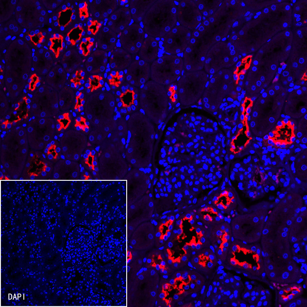 MUC1/EMA Mouse mAb (SDT-777-37)