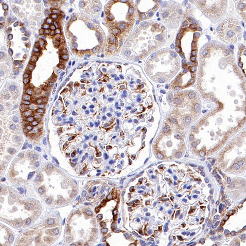 α-tubulin Mouse mAb (S-364-23)