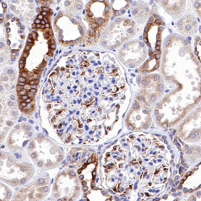 α-tubulin Mouse mAb (S-364-23)