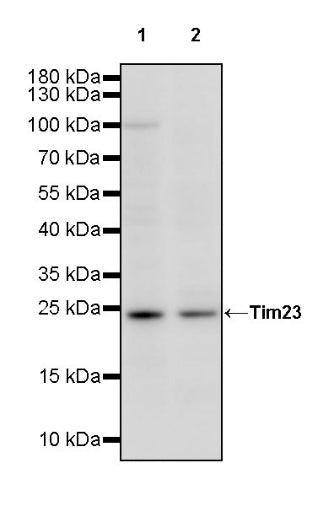 Tim23 Recombinant Rabbit mAb (S-2241-105)