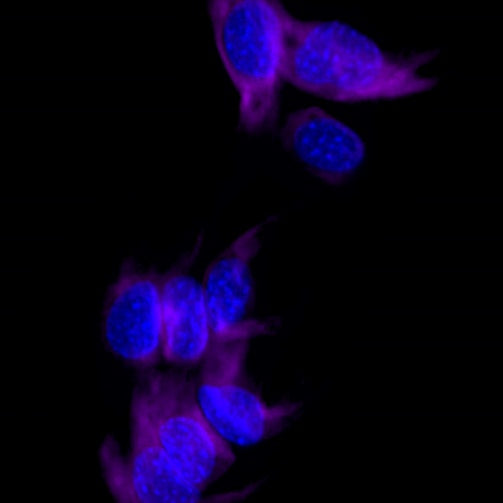Vimentin Recombinant Rabbit mAb (Alexa Fluor® 700 Conjugate) (S-029-20)