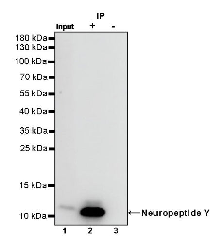Neuropeptide Y Recombinant Rabbit mAb (S-1104-18)