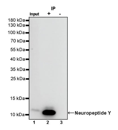 Neuropeptide Y Recombinant Rabbit mAb (S-1104-18)