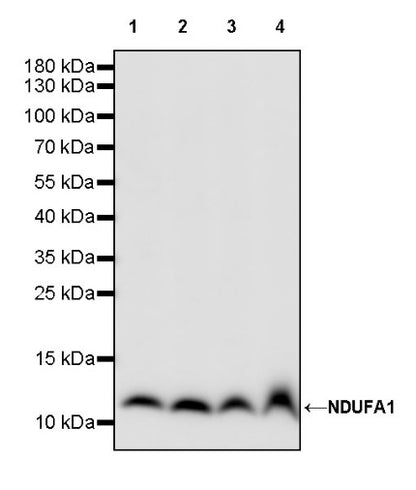 NDUFA1 Recombinant Rabbit mAb (S-1277-177)