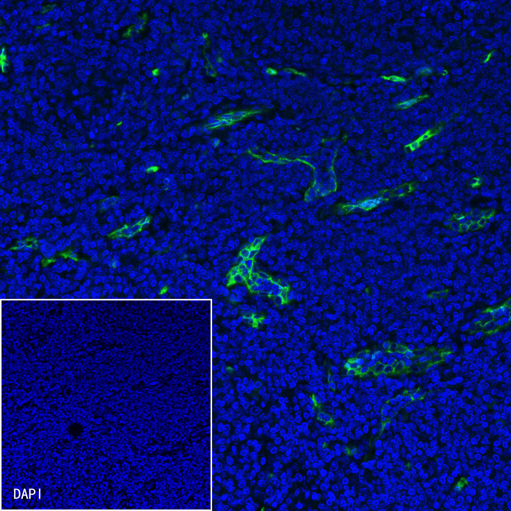 CD34 Recombinant Rabbit mAb,PBS Only (SDT-051-68)