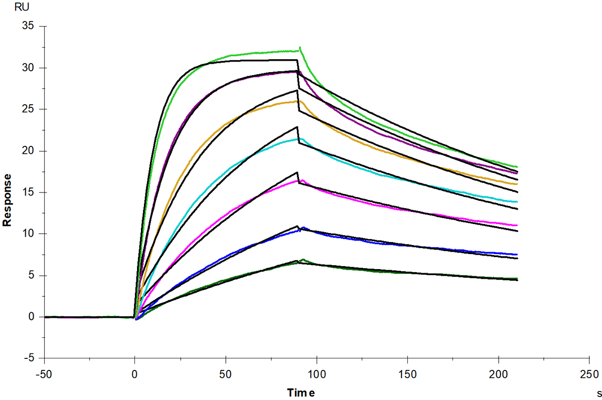 ALCAM/CD166 Fc Chimera Protein, Human