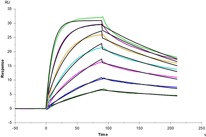 ALCAM/CD166 Fc Chimera Protein, Human