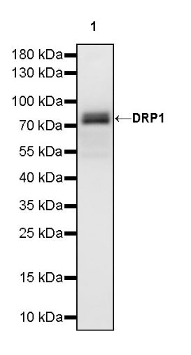 DRP1 Recombinant Rabbit mAb (S-1927-27)