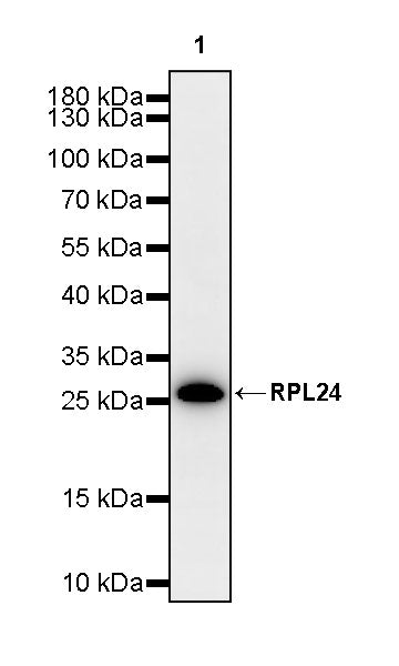 RPL24 Rabbit Polyclonal Antibody