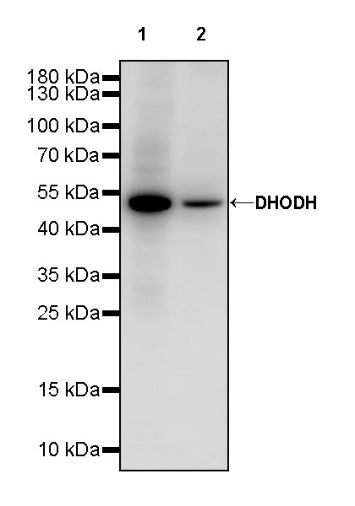 DHODH Recombinant Rabbit mAb (S-2055-30)