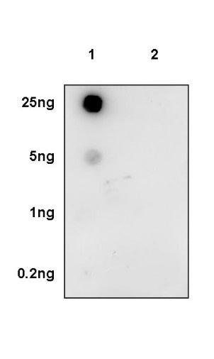 Histone H4 (acetyl K16) Recombinant Rabbit mAb (S-1482-12)