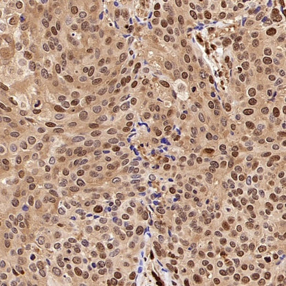 GAPDH Recombinant Mouse mAb (S-4721)