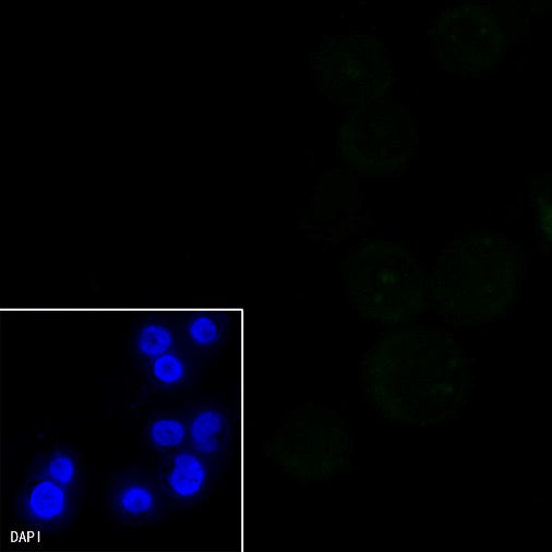Siglec-2/CD22 Mouse mAb (S-565-1)