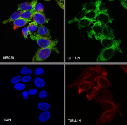 IMP-3 Recombinant Rabbit mAb (S-439-10)
