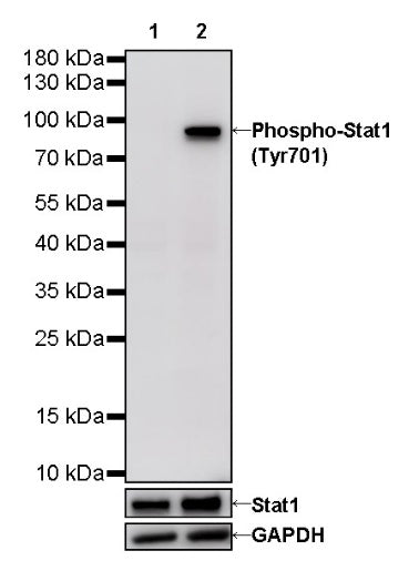 Phospho-Stat1 (Tyr701) Recombinant Rabbit mAb (S-601-78)