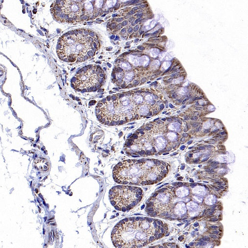 LONP1 Rabbit Polyclonal Antibody