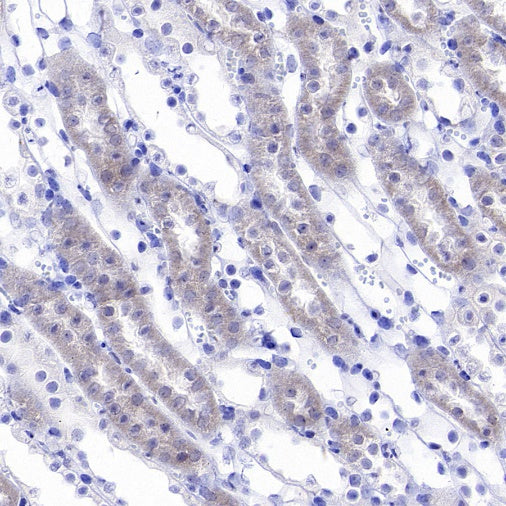 DLAT Rabbit Polyclonal Antibody