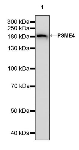 PSME4 Recombinant Rabbit mAb (S-1502-70)