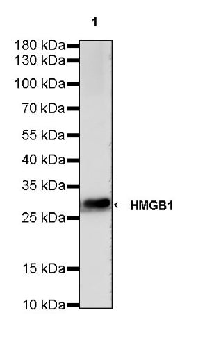 HMGB1 Recombinant Rabbit mAb (S-R305)