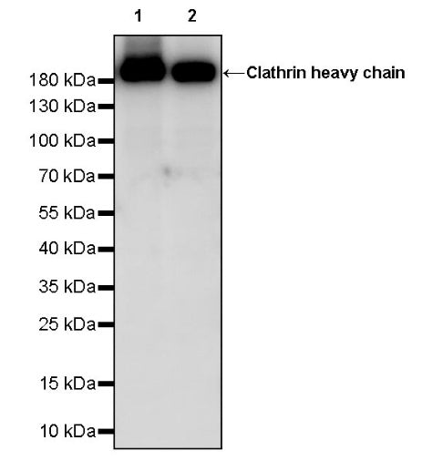 Clathrin heavy chain Recombinant Rabbit mAb (S-1690-25)
