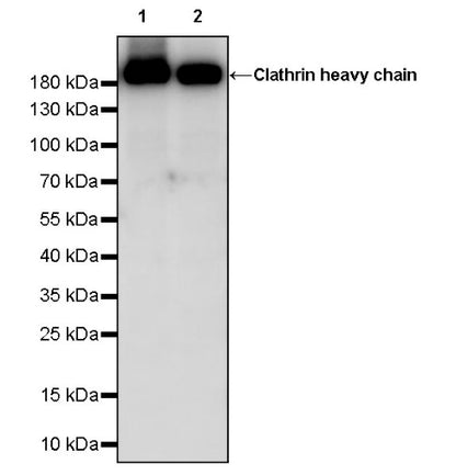 Clathrin heavy chain Recombinant Rabbit mAb (S-1690-25)