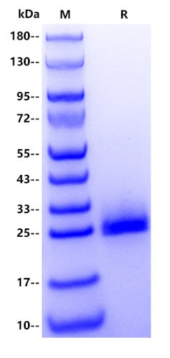 FGF19 His Tag Protein, Human