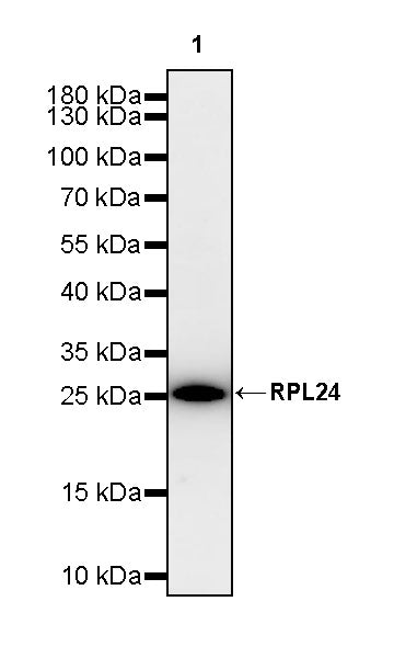 RPL24 Rabbit Polyclonal Antibody