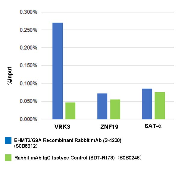 EHMT2/G9A Recombinant Rabbit mAb (S-4200)