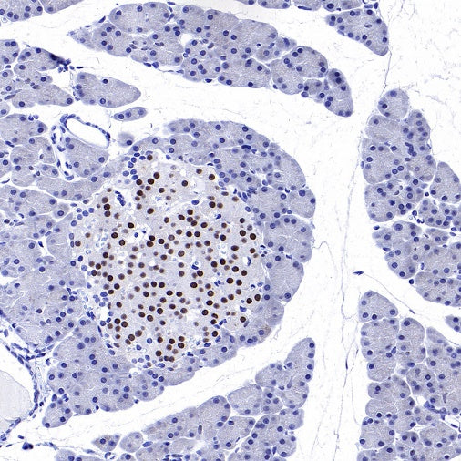 PDX1 Rabbit Polyclonal Antibody
