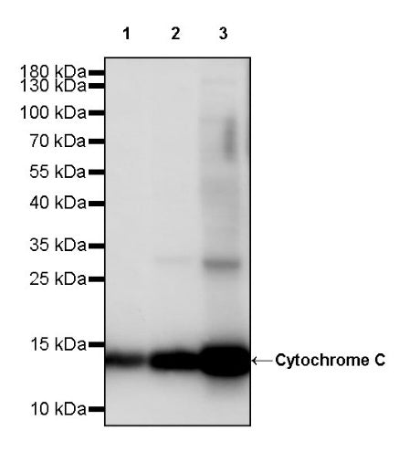 Cytochrome C Recombinant Rabbit mAb (S-2422-56)